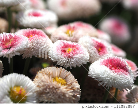Daisy (Daisy) Daisy (Daisy) 111082897