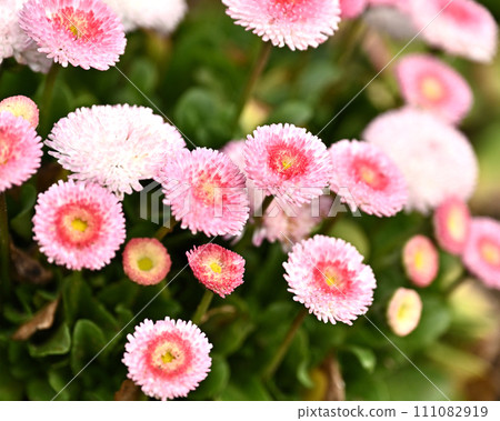 Daisy (Daisy) Daisy (Daisy) 111082919