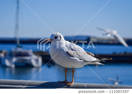Seagulls on the Atami coast (Atami Sun Beach) 111083397