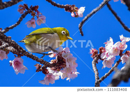 Japan's earliest blooming Atami cherry blossoms and white-eye 4 Japan's earliest blooming Atami cherry blossoms and white-eye 4 111083408