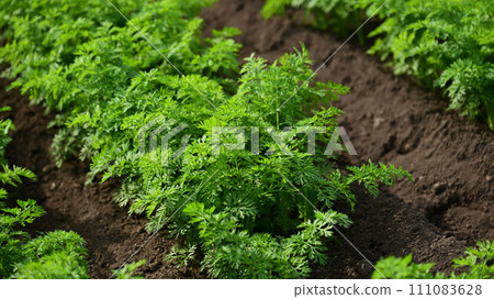 Carrot field Carrot field 111083628