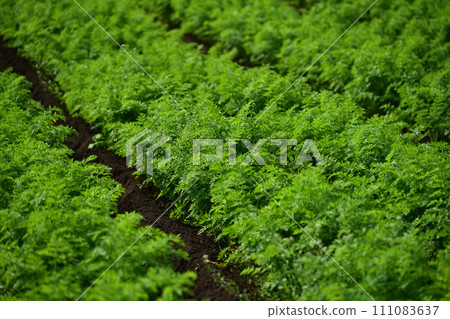 Carrot field 111083637