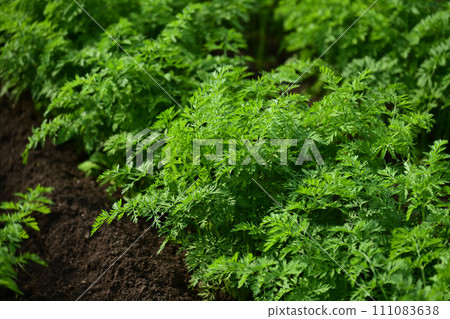Carrot field 111083638