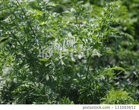 Carrot field 111083652