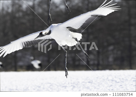 起重機降落 111083754