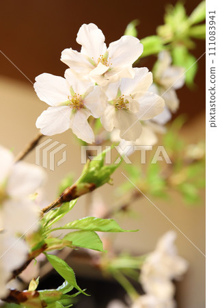Cherry blossoms 111083941