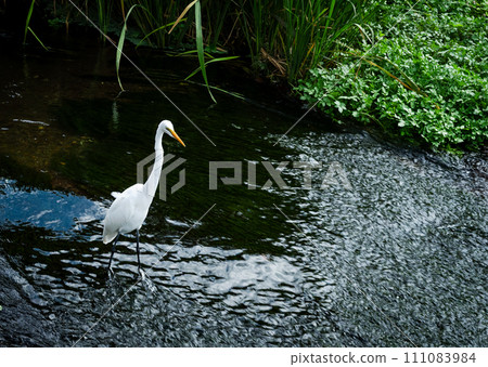 A scene with a pure white bird in the shallow waters of a river at a tourist destination A scene with a pure white bird in the shallow waters of a river at a tourist destination 111083984
