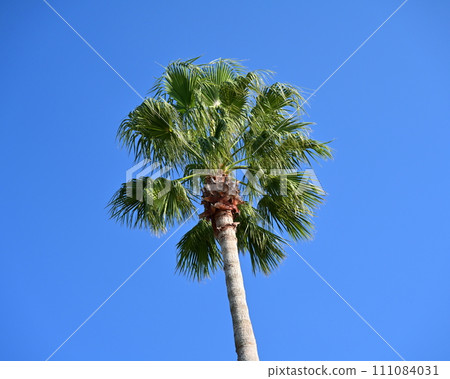 Summer (Summer image: palm tree) Summer (Summer image: palm tree) 111084031