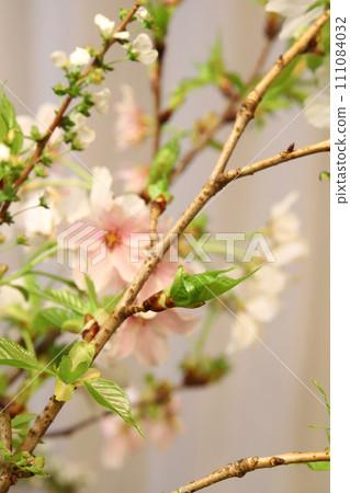 Cherry tree  111084032