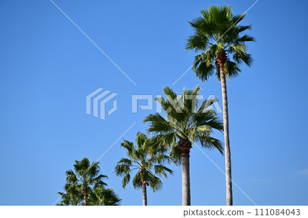 夏天（夏天圖片：棕櫚樹） 111084043