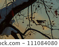 bird on a branch in winter 111084080