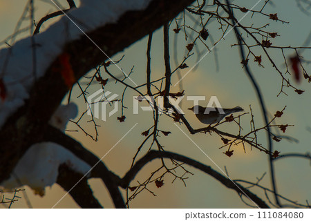 bird on a branch in winter 111084080