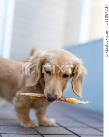 Dachshund with jerky snack in his mouth Dachshund with jerky snack in his mouth 111084237