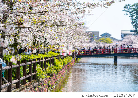 [Kanagawa Prefecture] Cherry blossoms in full bloom along the moat of Odawara Castle 111084307