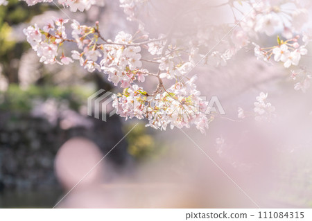 美麗的櫻花閃閃發光 111084315