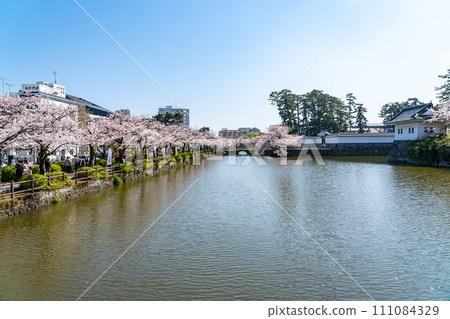 【神奈川縣】小田原城護城河沿岸的櫻花盛開 111084329