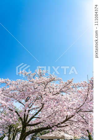 Fresh blue sky and cherry blossoms in full bloom Fresh blue sky and cherry blossoms in full bloom 111084374