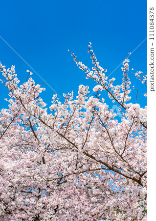 Fresh blue sky and cherry blossoms in full bloom 111084378