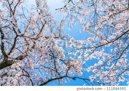 新鮮的藍天和櫻花盛開 111084391