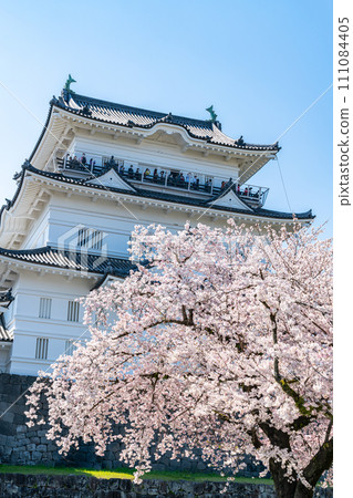 【神奈川縣】小田原城天守閣和盛開的櫻花 【神奈川縣】小田原城天守閣和盛開的櫻花 111084405