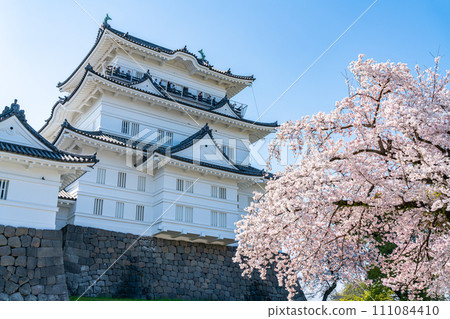 【神奈川縣】小田原城天守閣和盛開的櫻花 111084410