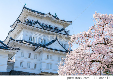 【神奈川縣】小田原城天守閣和盛開的櫻花 111084412