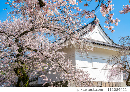 【神奈川縣】小田原城蹟公園櫻花盛開 111084421