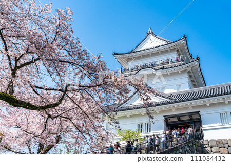 [Kanagawa Prefecture] Odawara Castle castle tower and cherry blossoms in full bloom 111084432