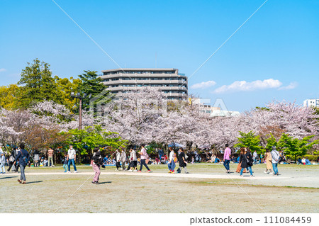[Kanagawa Prefecture] Cherry blossoms in full bloom at Odawara Castle Ruins Park 111084459