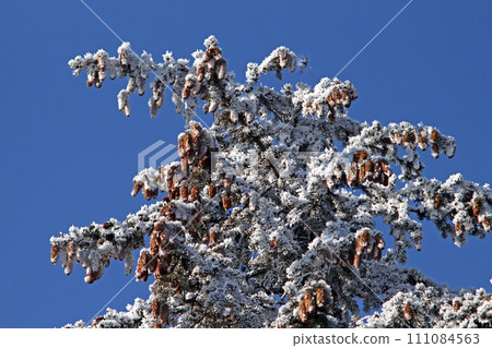 Beautiful backdrop of snow-covered branches. 111084563