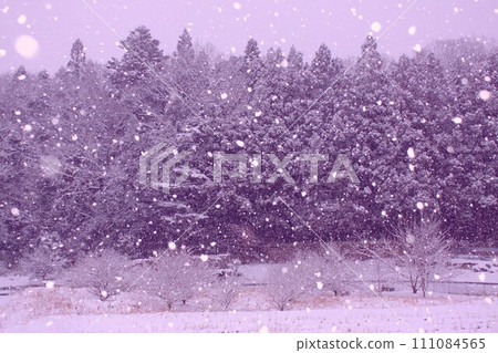雪舞 111084565