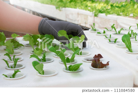 fresh vegetable growing in hydroponics system 111084580