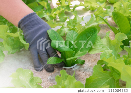 fresh vegetable growing in hydroponics system 111084583