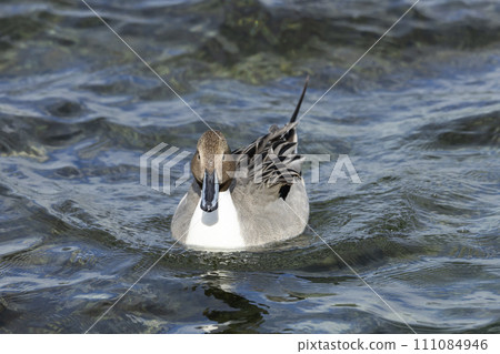 Pintail Pintail 111084946