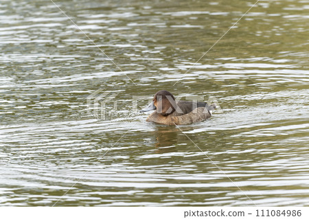 hybrid duck 111084986