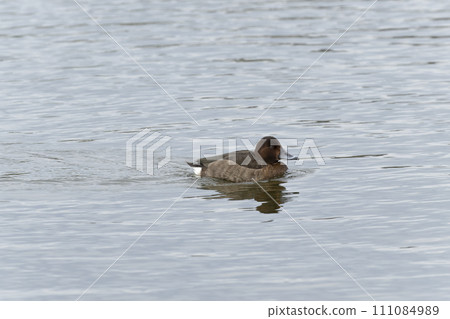 hybrid duck 111084989