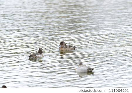 hybrid duck 111084991