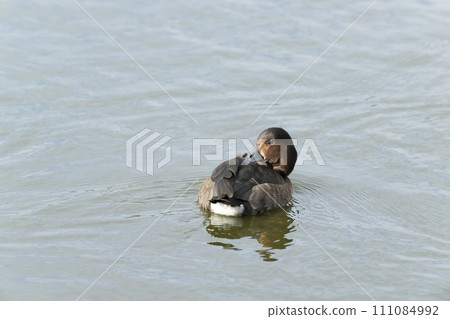 hybrid duck 111084992