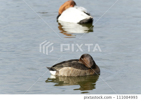 hybrid duck 111084993