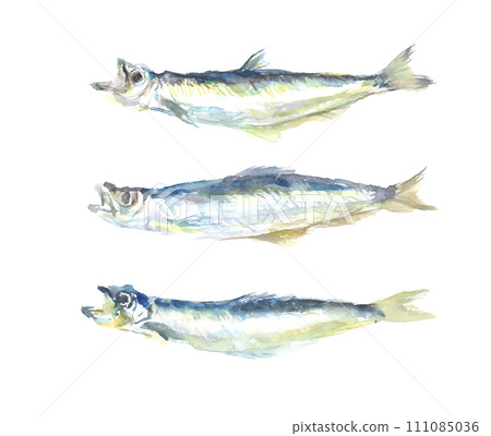 Illustration of capelin drawn in watercolor 111085036