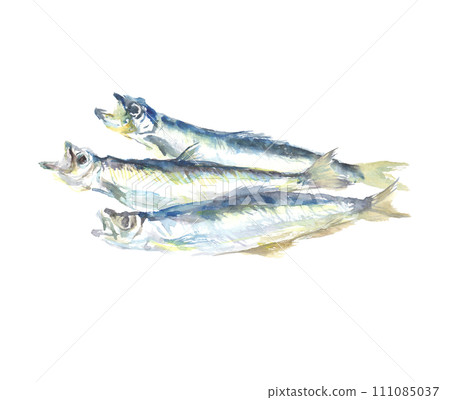 Illustration of capelin drawn in watercolor 111085037