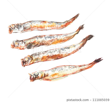 Illustration of grilled shishamo drawn in watercolor 111085039