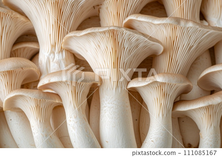 photo featuring king oyster mushrooms 111085167