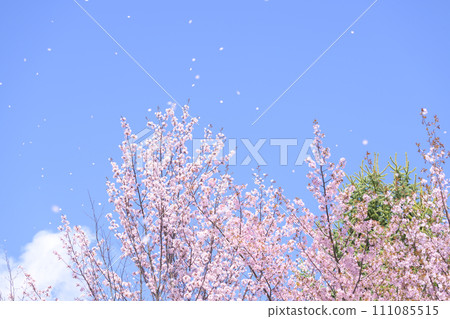 藍天和櫻花（視頻同步拍攝） 111085515