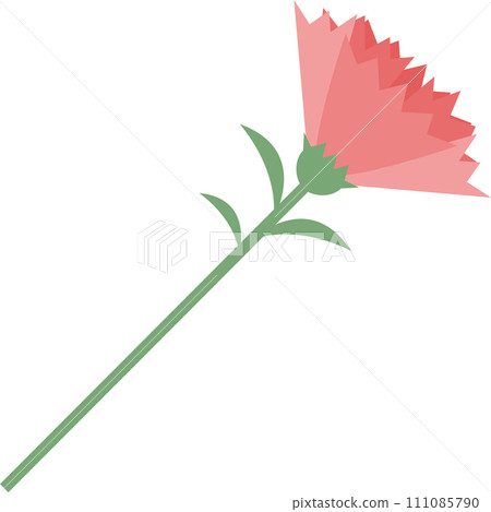 Carnation Carnation 111085790