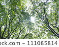 Sunlight shines through the fresh green forest 111085814