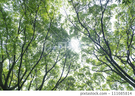 Sunlight shines through the fresh green forest Sunlight shines through the fresh green forest 111085814