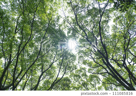 陽光透過清新的綠色森林 111085816