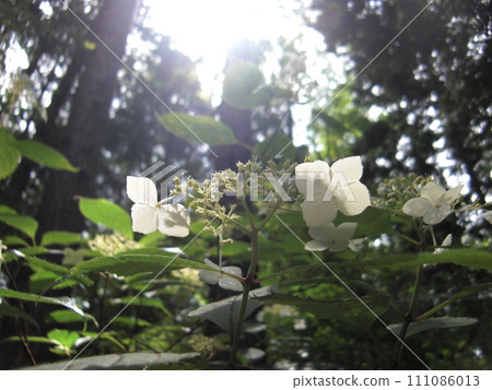 開花通過陽光的花通過樹 111086013