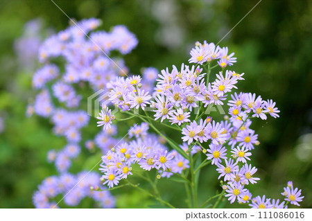 Zion flower Zion flower 111086016
